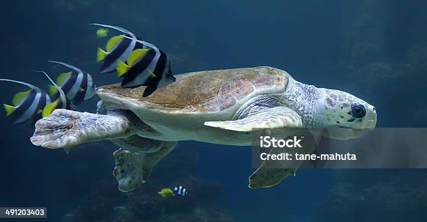 Closeup View Of A Loggerhead Sea Turtle With Reef Fishes Stock Photo - Download Image Now