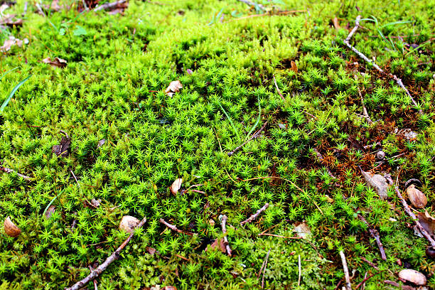 이미지 공통접지 솔이끼/별이끼/물이끼 이끼 (polytrichum 자연과 - sphagnum 뉴스 사진 이미지