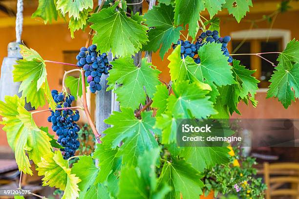 Grappolo Duva - Fotografie stock e altre immagini di Agricoltura - Agricoltura, Ambientazione esterna, Azienda vinicola