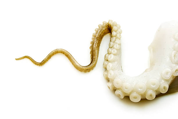 tentacles de pulpo - octopus tentacle isolated white fotografías e imágenes de stock