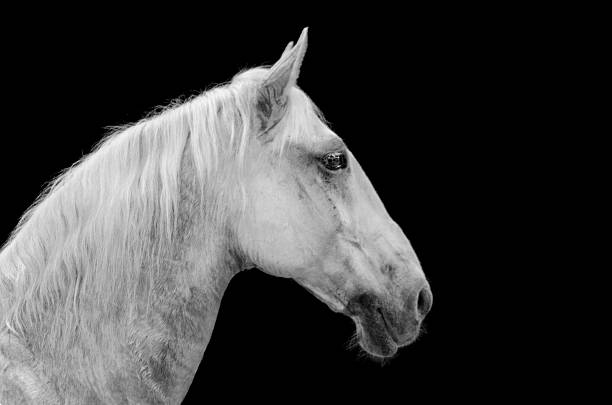 cavallo andaluso in nero - mammalgrey foto e immagini stock