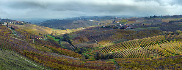 istock Piedmont Vineyards auttumn 491204314