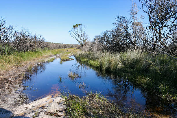 istock Puddle. Booderee National Park. NSW. Australia. 491204766