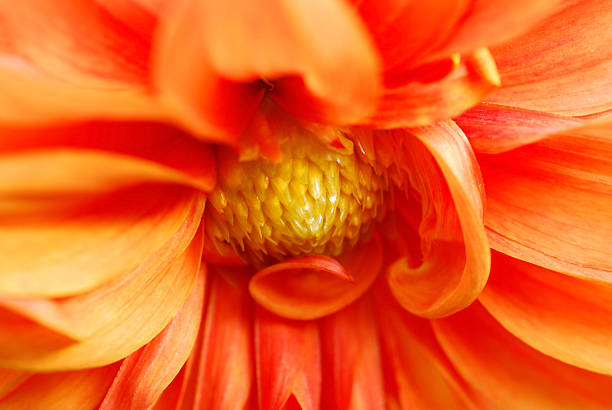 istock Decorative single orange Dalhia flower. 491204778