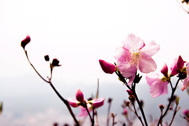 07-May-2014 Seoul, South Korea. The flower is Azalea. The flower is blooming at near top of Surak M.T..