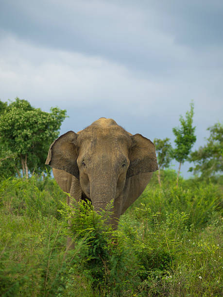 istock Elephant eating in open grassland habitat 491205174