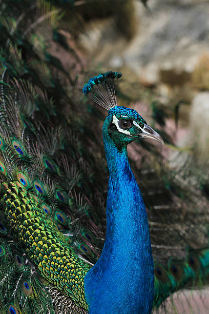 istock Portrait of beautiful peacock 491205773