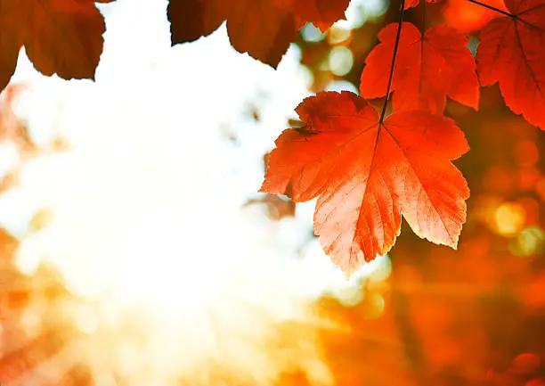Photo of Maple in autumn