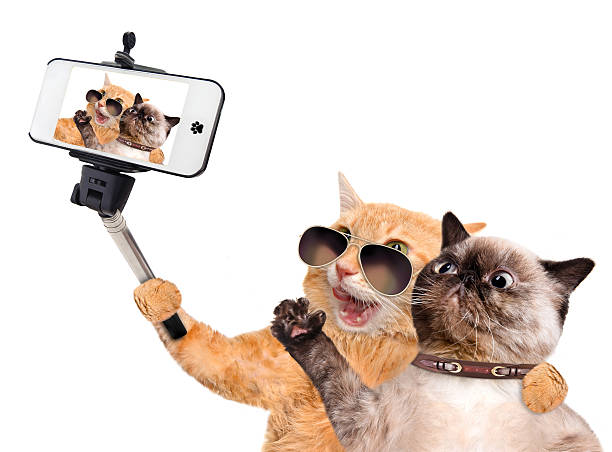 istock Cats taking a selfie with a smartphone 491206092