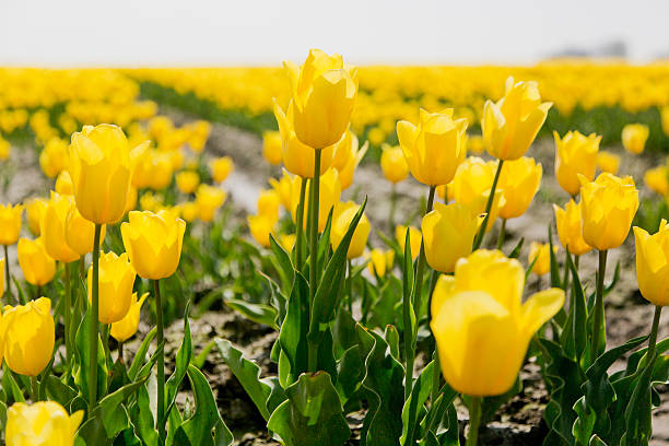 Yellow tulips in field Yellow tulips in Holland xi jinping stock pictures, royalty-free photos & images