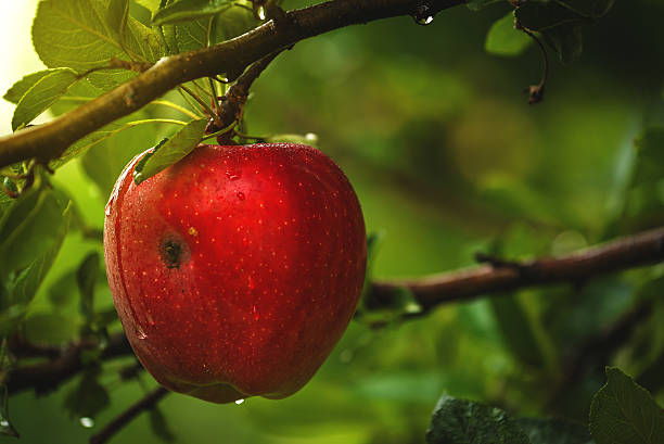 istock Organic red apple on branch 491206168