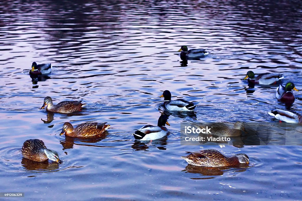 Mallard ducks - Foto de stock de Aire libre libre de derechos