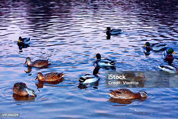Mallard Ducks Foto de stock y más banco de imágenes de Aire libre - Aire libre, Animal, Animales salvajes