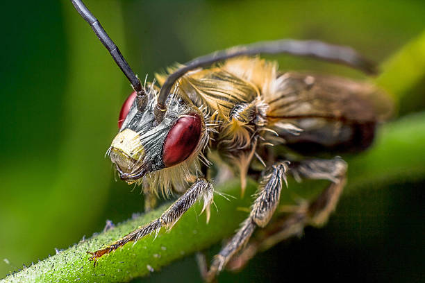 istock Insect in the branch 491206575