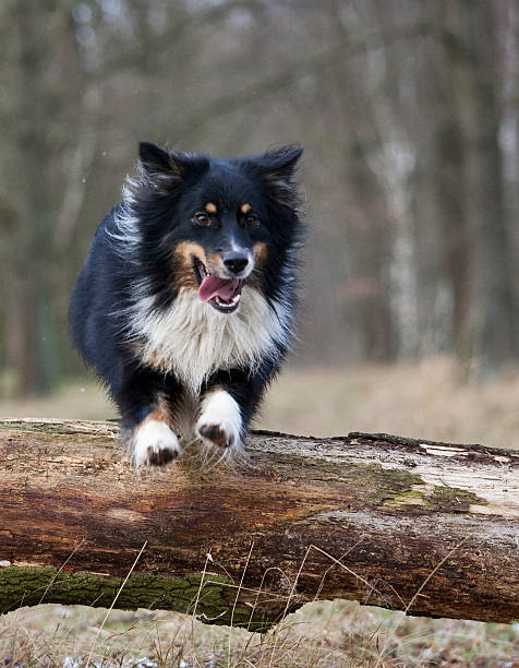 istock outdoor australian shepherd portrait 491207133