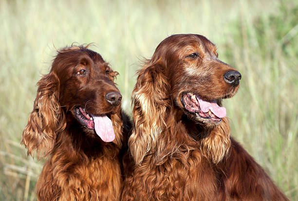 istock Beautiful dog friends 491207270