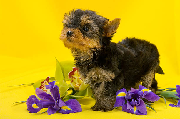 istock Cute Puppy Yorkshire terrier with beautiful spring flowers. 491207346