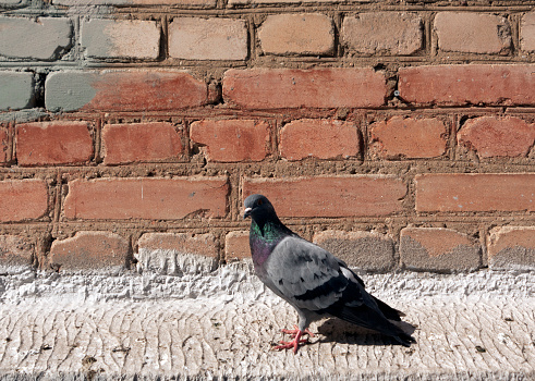 Pigeon on brick wall. Urban background.