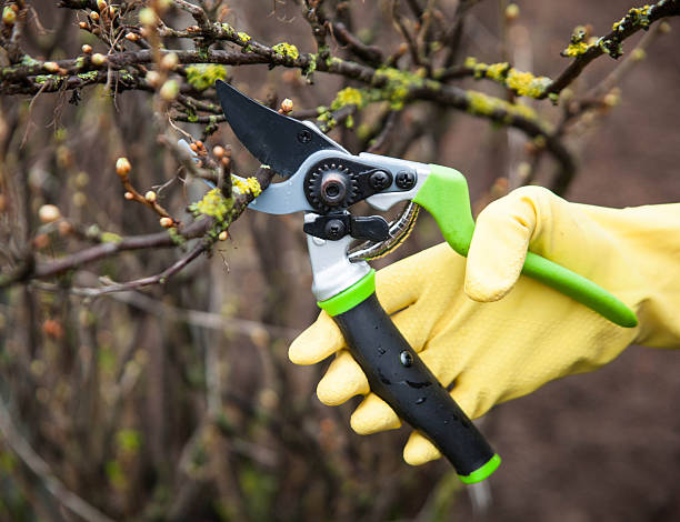 istock Hands with gloves of gardener doing maintenance work 491207507