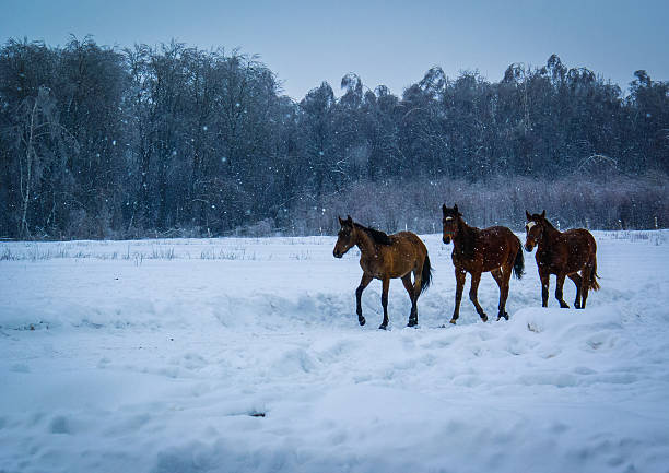 istock Horses on the snow 491207786
