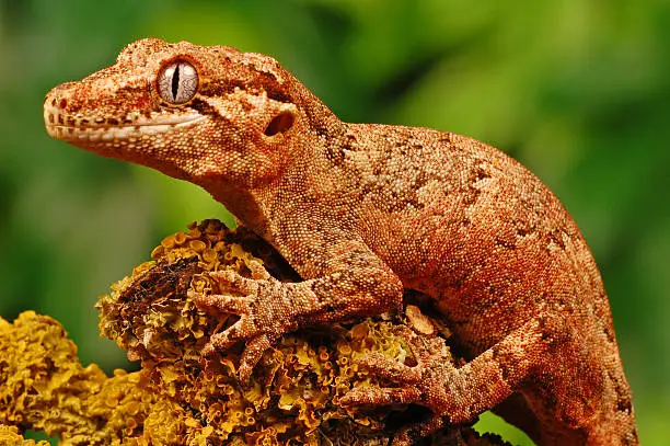 gargoyle gecko holding onto lichen covered log