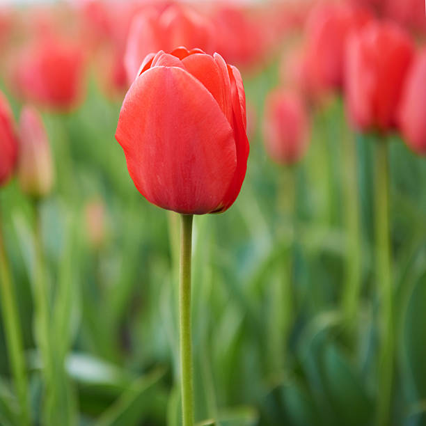 istock Field of beautiful red tulips 491208027