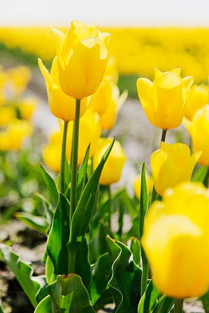 Yellow tulips in field Yellow tulips in Holland xi jinping stock pictures, royalty-free photos & images