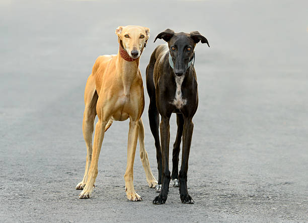 istock Two Female Spanish Galgo dogs 491209105