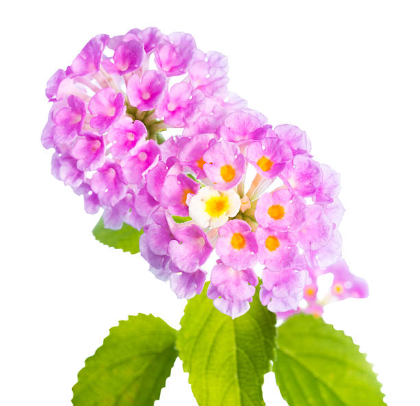 istock flower Lantana camara isolated on white background 491209409