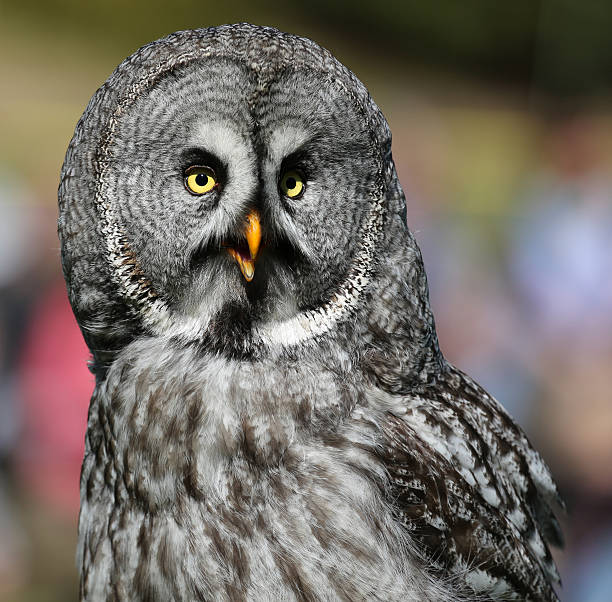 istock Close-up view of a Great Grey Owl 491209627