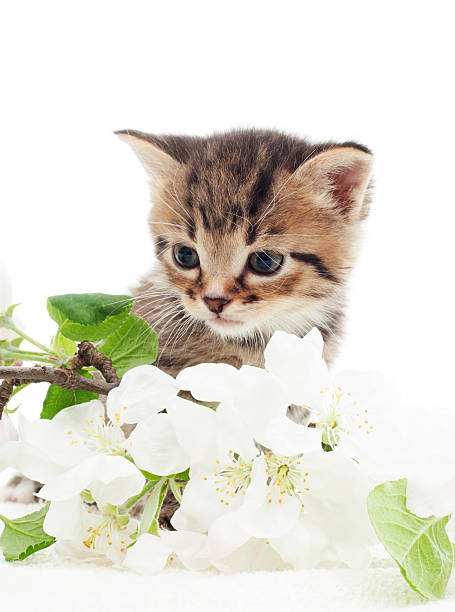 istock kitten with a branch of apple blossoms 491210135