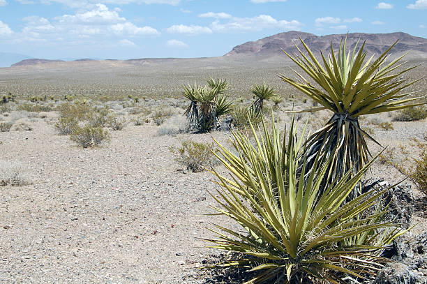 istock yuccas in barren landscape death valley 491210197