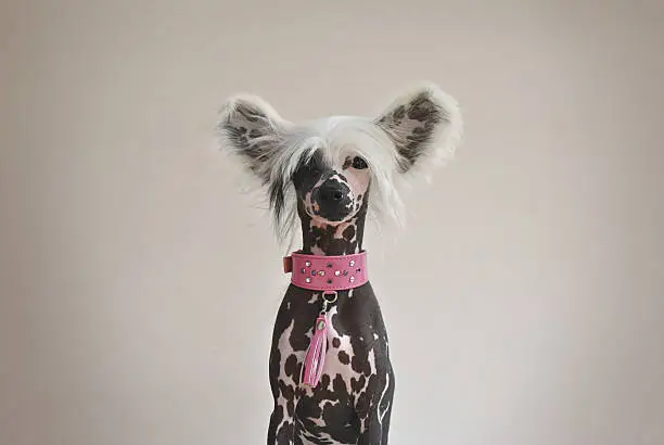 A chinese crested dog with a stylish pink collar.