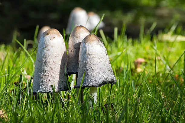 group of shaggy ink caps (Coprinus comatus) in the sunny grass, selected focus, narrow depth of field, copy space
