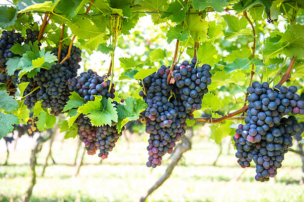 赤ブドウにグリーンの葉のヴァインへ向かいます。バイングレープフルーツ - agriculture purple vine grape leaf ストックフォトと画像