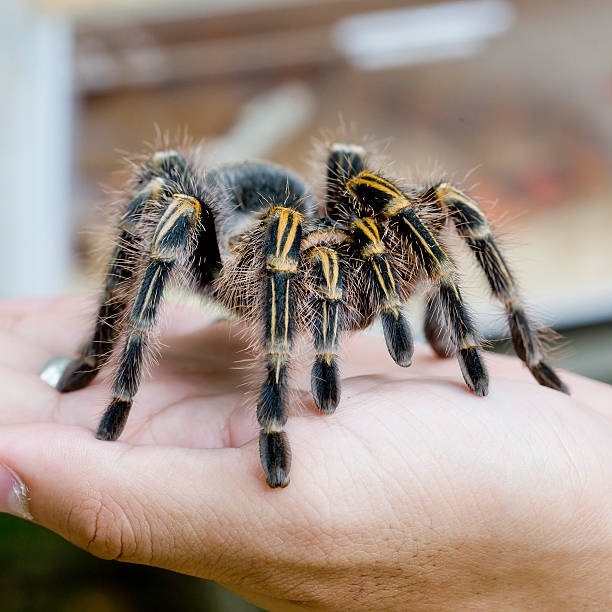 istock Mexican redknee tarantula (Brachypelma smithi), spider female in human hand 491219240