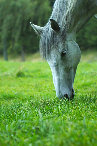 white quarter horse eating from a food bowl while standing on green grass
