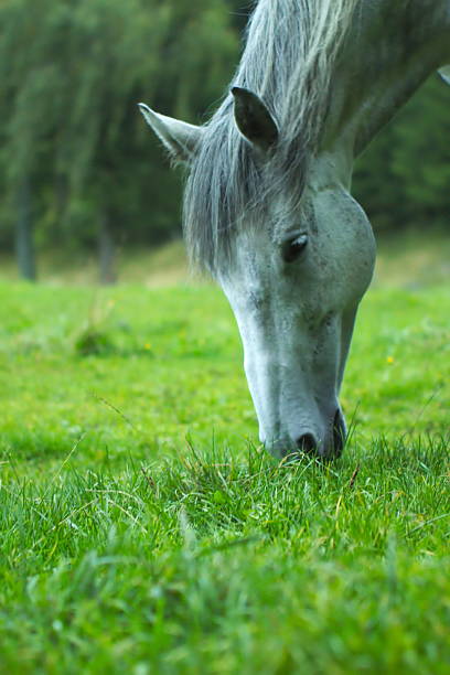 White horse in a green meadow White horse in a meadow. uffington horse stock pictures, royalty-free photos & images