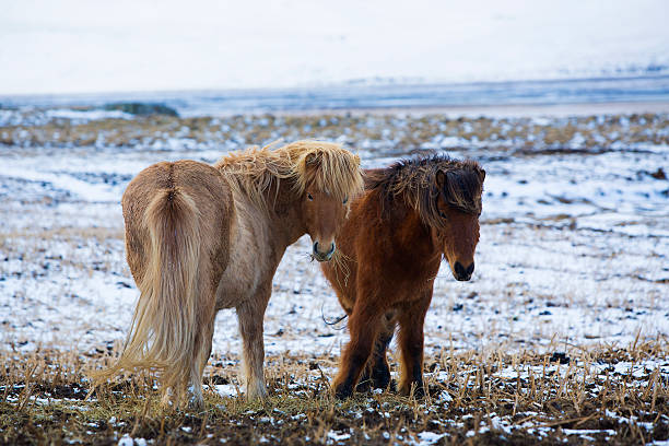 istock Two Icelandic horses in wintertime 491221346