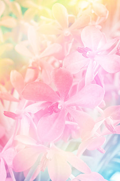 istock Soft focus beautiful orchid flower 491222304