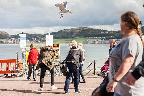 Tourists panic as seagull dive-bomb and steals their ice-cream cone. Llandudno, Wales UK. - September 12, 2015: Llandudno, Wales, UK. 12th September, 2015 Tourists panic as seagull dive-bomb and steals their ice-cream cone. stealing ice cream stock pictures, royalty-free photos & images
