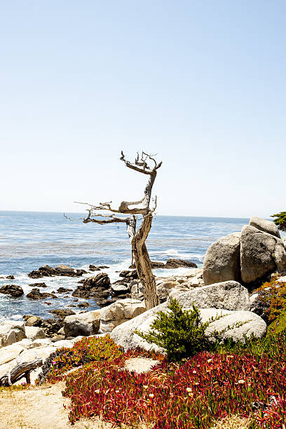Tree at the ocean old, 101 highway stock photo