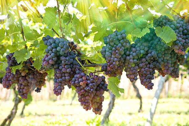 uvas vermelhas roxas com folhas verdes sobre as videira - agriculture purple vine grape leaf imagens e fotografias de stock