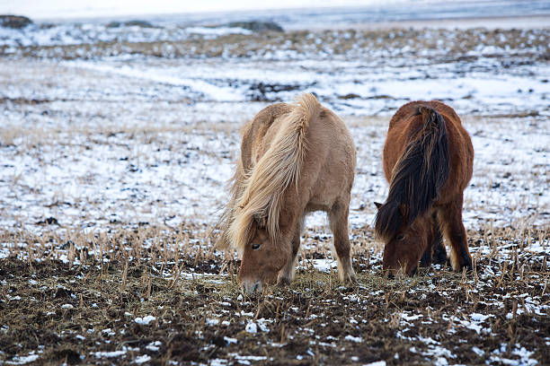 istock Two Icelandic horses in wintertime 491224274