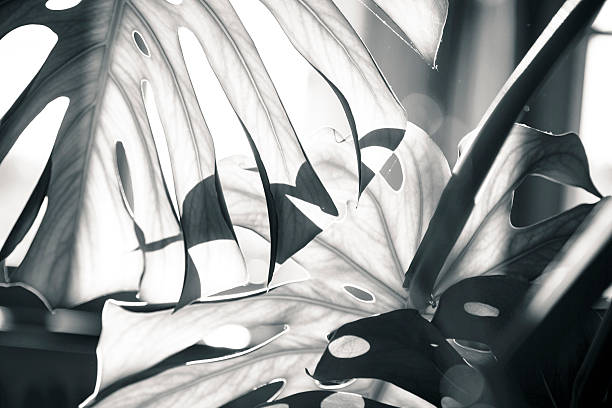 istock close up shot of a palm tree leaf 491224588