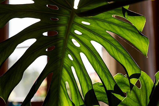 istock close up shot of a palm tree leaf 491224702