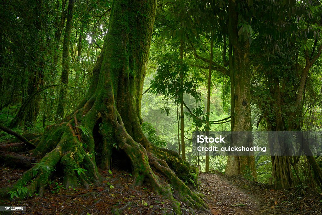 Selva tropical Thailand rainforest with large trees  Amazon Rainforest Stock Photo