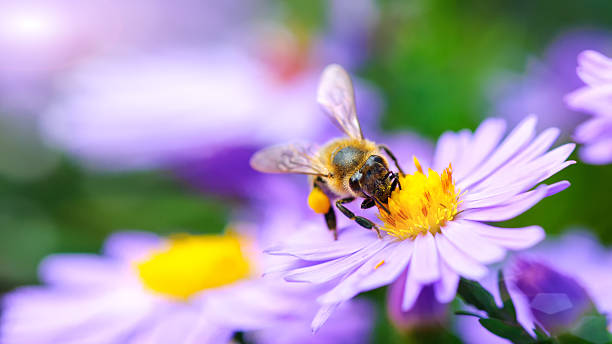 Bee on the flower bee gathers the flower. Under rays of sun pollination photos stock pictures, royalty-free photos & images