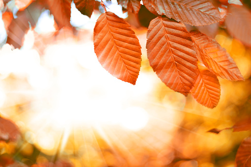 Beech tree with selective focus of the foreground and bright sun with smooth light. Nature background in autumn with copy space and red leaves.