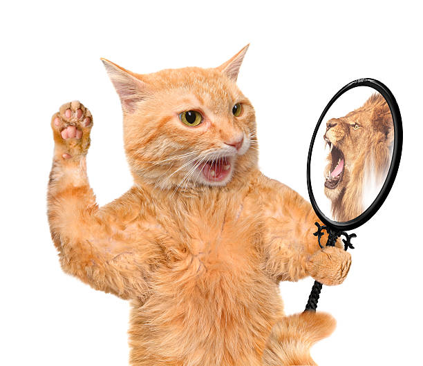 Cat looking into the mirror . stock photo